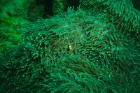 Fish between green corals