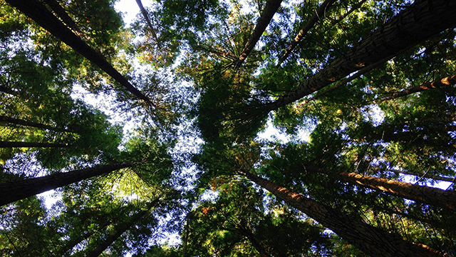 Career Pathways in National and International Environmental Law
