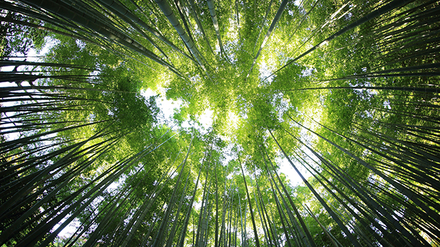 Litigating Climate Change and Human Rights in Australia