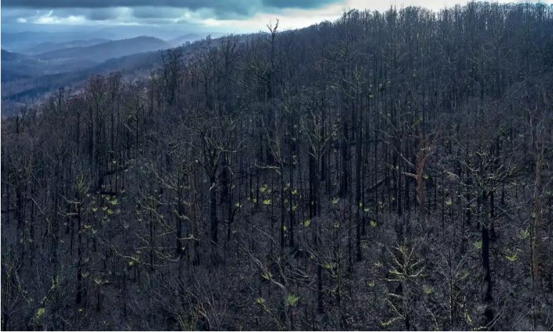 Calls for review of forestry exemption laws after VicForests conservation breaches