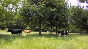 Image of cows in a pasture