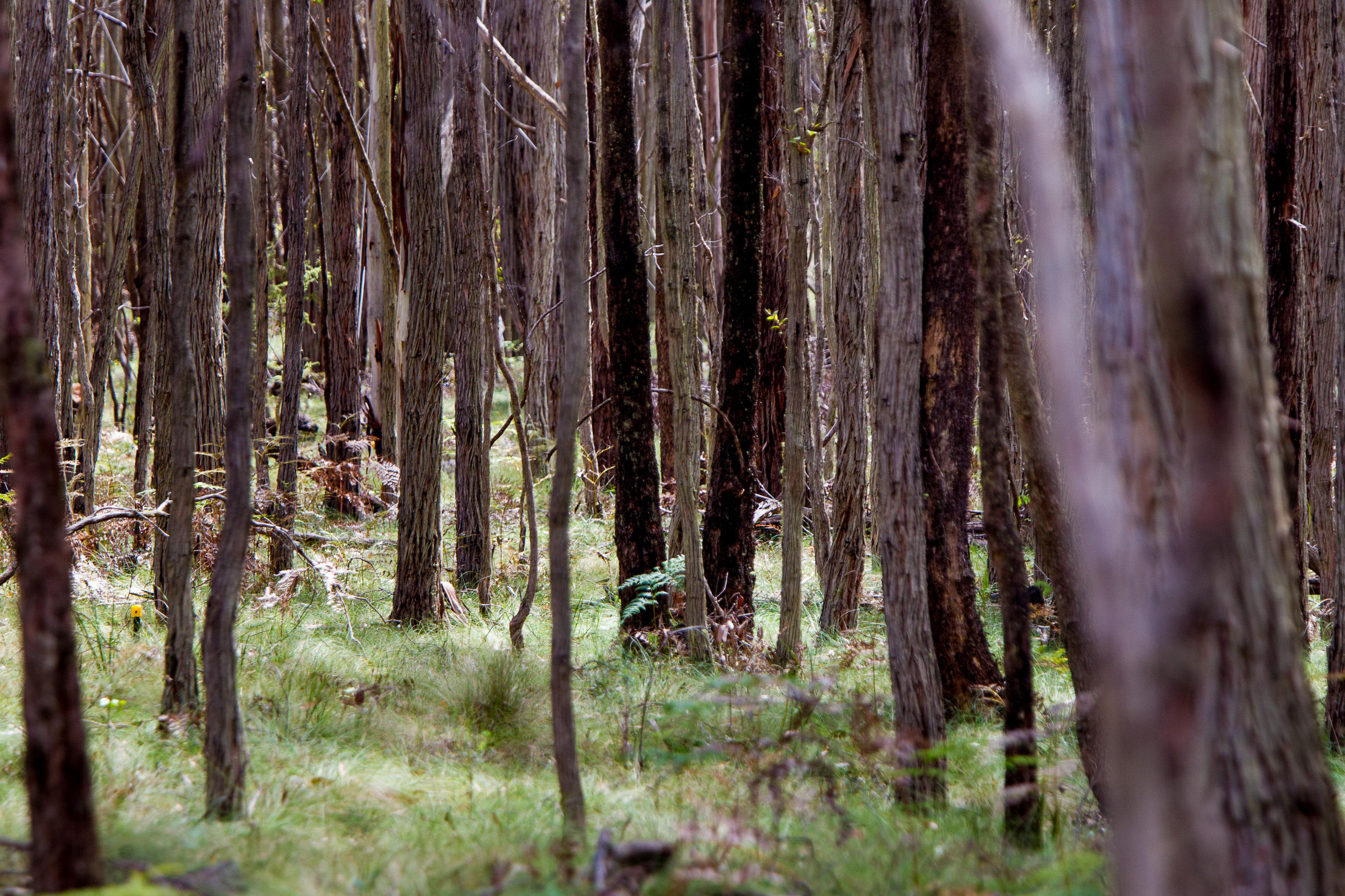 Trees, Wombat Flux research site, Wombat State Forest