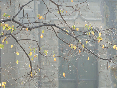 Leaves on a tree in rain
