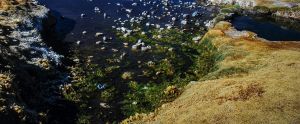 Should rivers have legal rights?