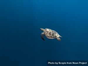 Image of turtle swimming in the ocean